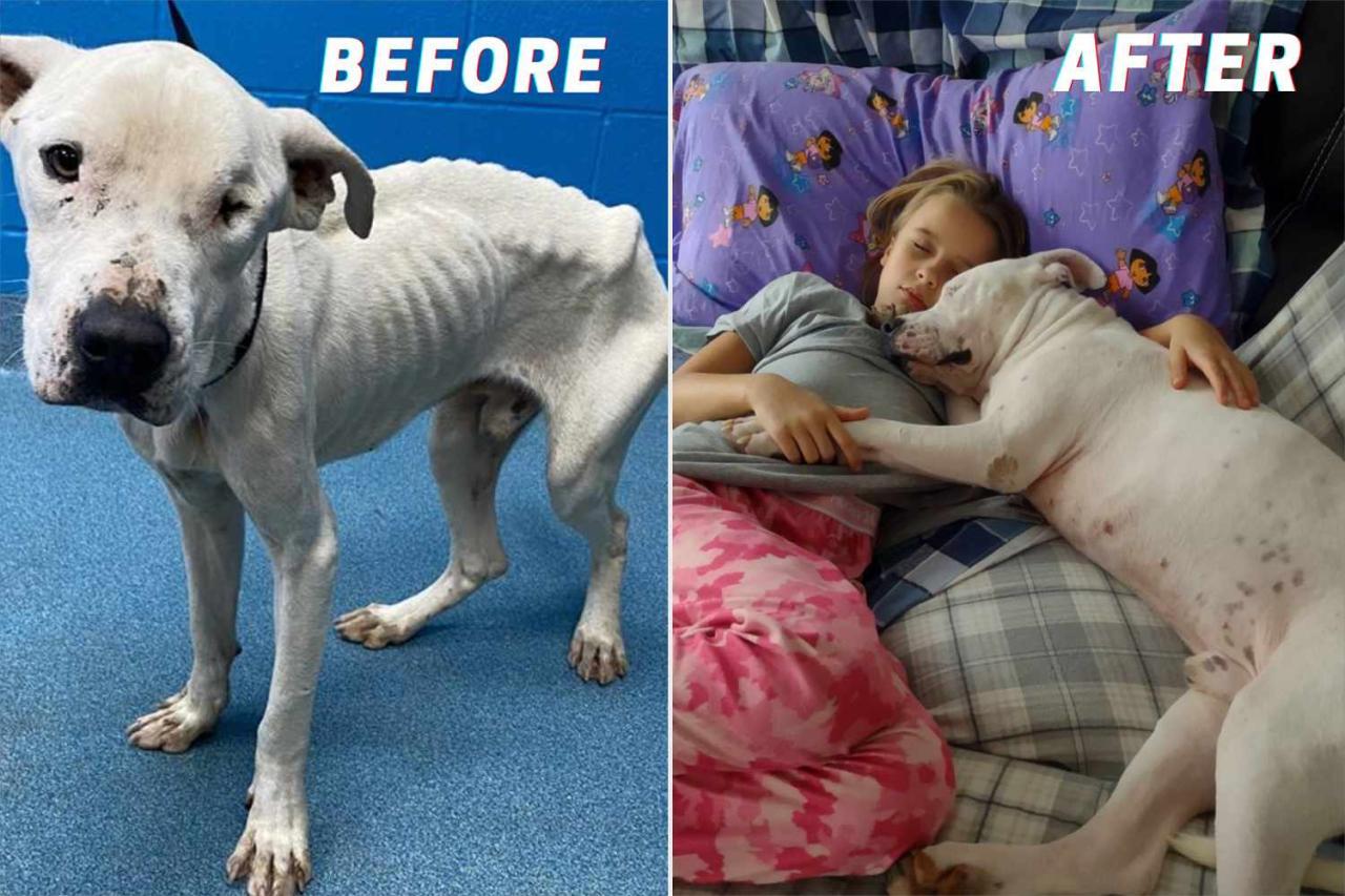 The Viral Journey of a Rescue Dog’s Transformation – Mojok.co